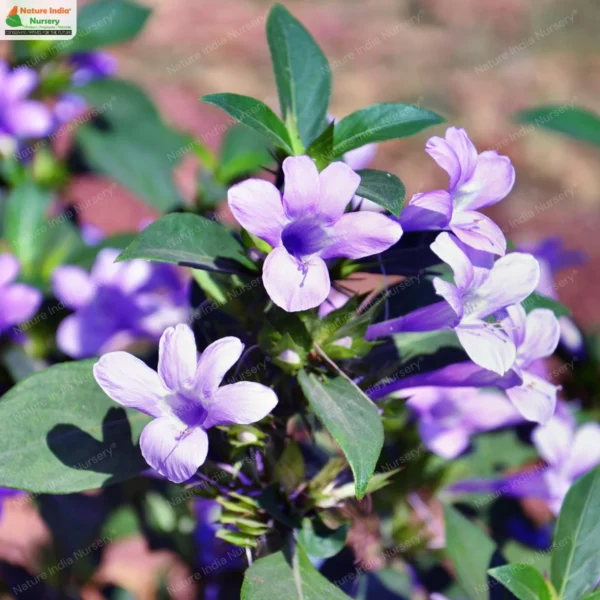 barleria-cristata-blue-01