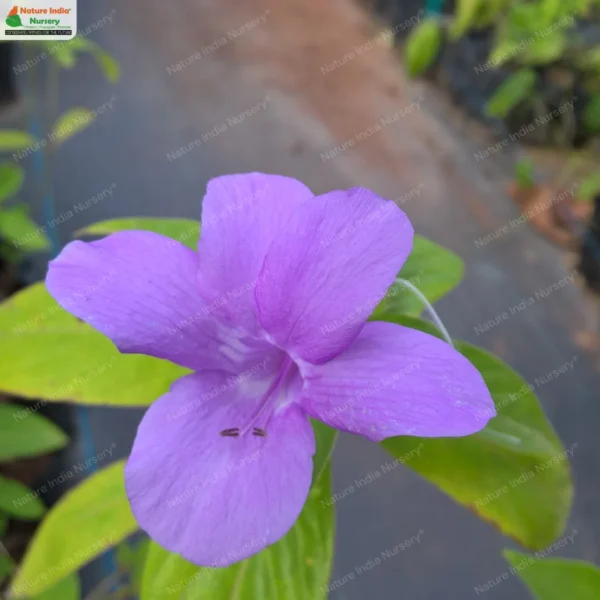 barleria-cristata-blue-04