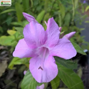 Barleria cristata