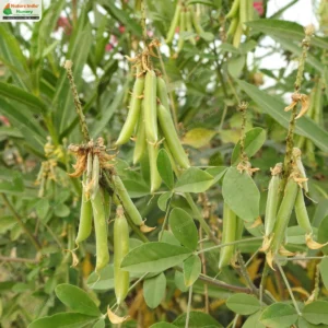 crotalaria-pallida-02