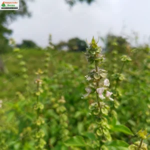 Ocimum africanum
