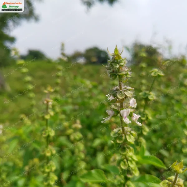 ocimum-africanum-01