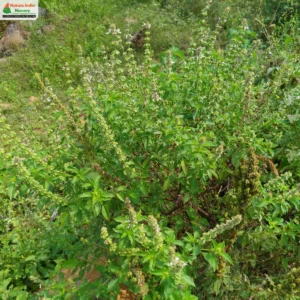ocimum-africanum-02