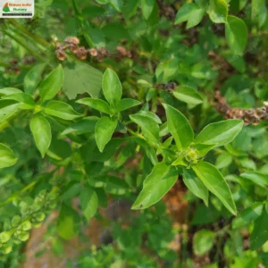 ocimum-africanum-03