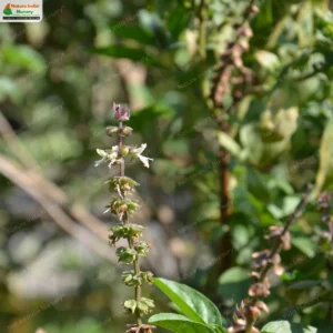 Ocimum basilicum