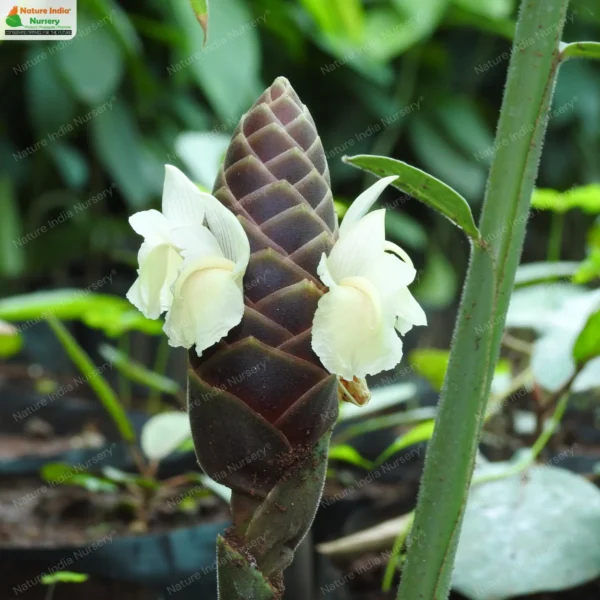 zingiber-purpureum-01