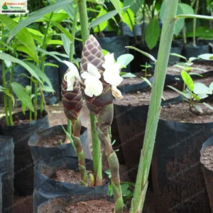 zingiber-purpureum-02