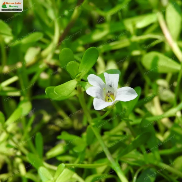 bacopa-monnieri-01