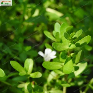 bacopa-monnieri-02