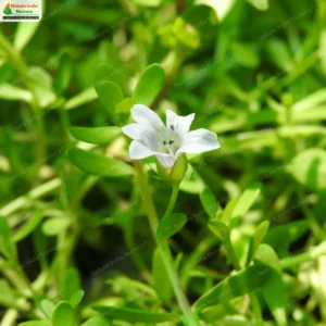 bacopa-monnieri-03