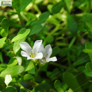 bacopa-monnieri-04