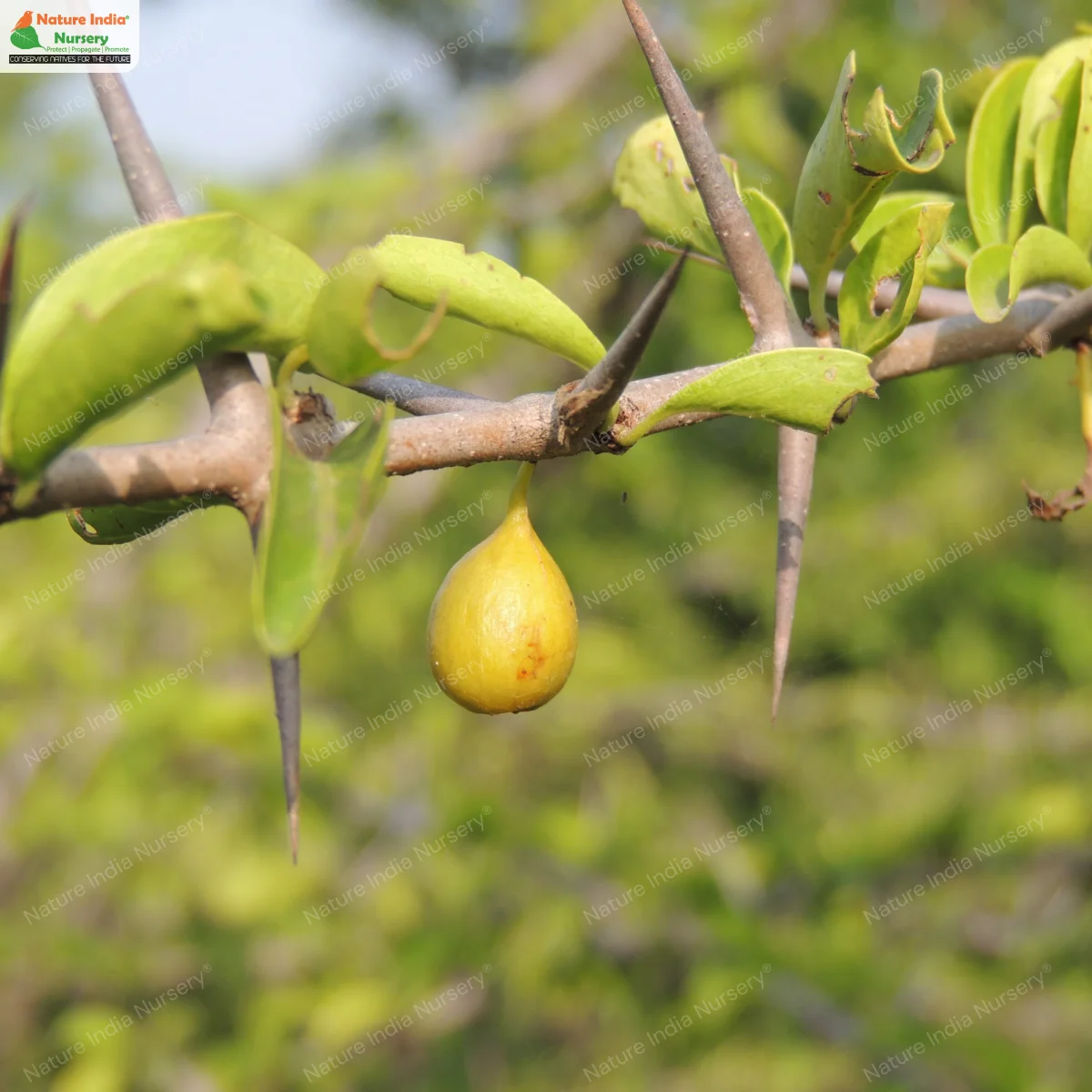 Canthium coromandelicum