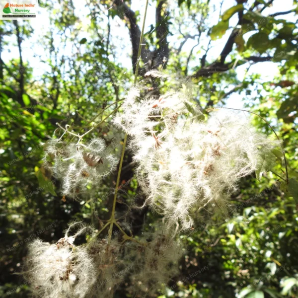 clematis-gouriana-01