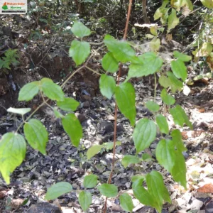 clematis-gouriana-10