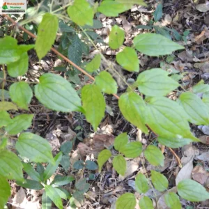 clematis-gouriana-12