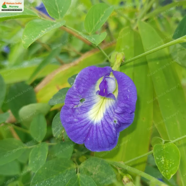 clitoria-ternatea-01