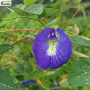 clitoria-ternatea-02