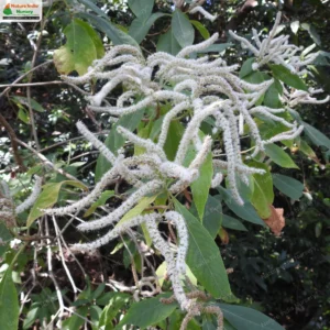 colebrookea-oppositifolia-01