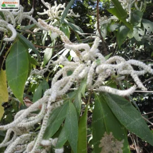 colebrookea-oppositifolia-03