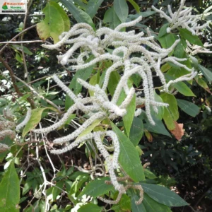 Colebrookea oppositifolia