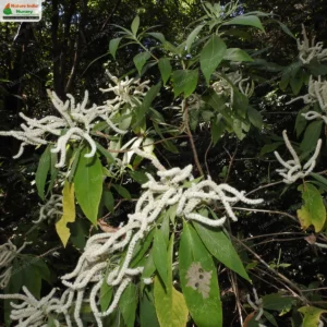 colebrookea-oppositifolia-05