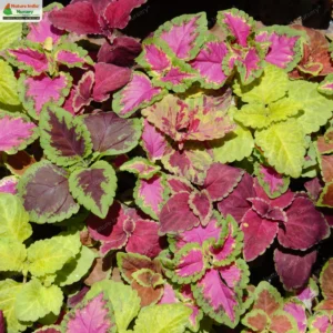 coleus-scutellarioides-03