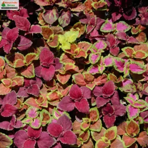 coleus-scutellarioides-04