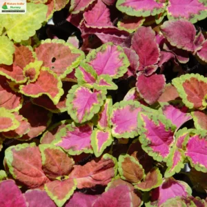 coleus-scutellarioides-06