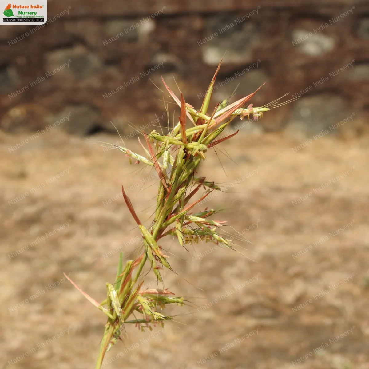 Cymbopogon martini