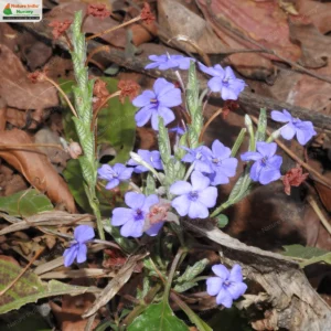 eranthemum-roseum-02