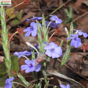 eranthemum-roseum-03