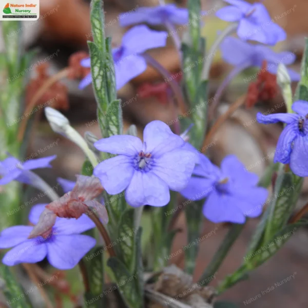 eranthemum-roseum-07
