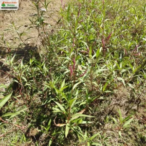 persicaria-glabra-01