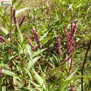 persicaria-glabra-02