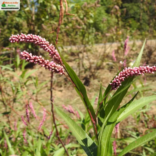 persicaria-glabra-03