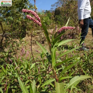 persicaria-glabra-04