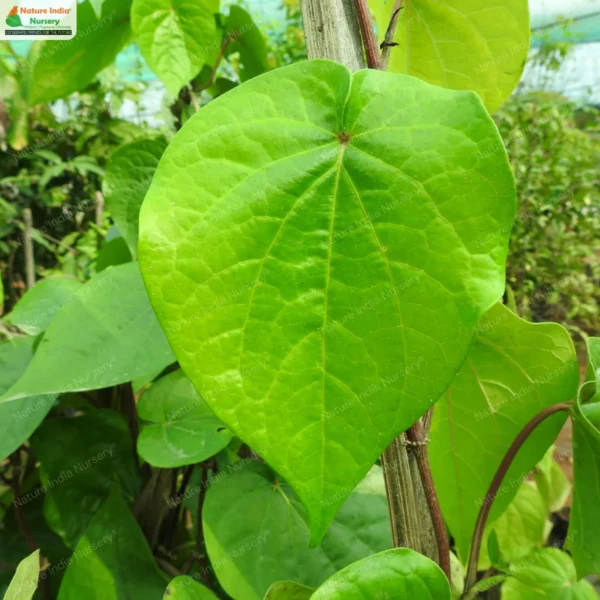 piper-betel-calcutta-02