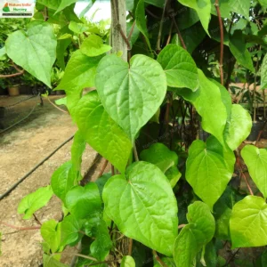 piper-betel-calcutta-03
