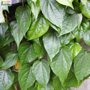 piper-betel-maghai-01