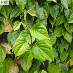 piper-betel-maghai-02