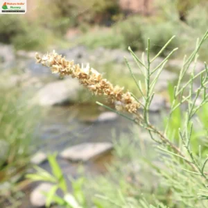 Tamarix ericoides