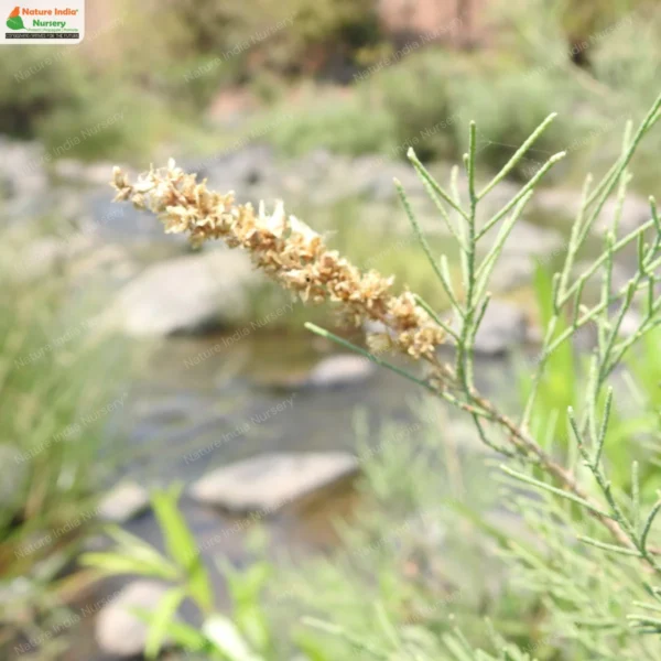 tamarix-ercoides-08