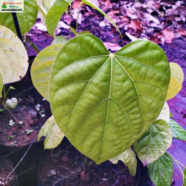 anamirta-cocculus-01