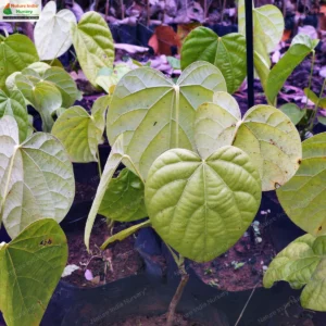 anamirta-cocculus-02