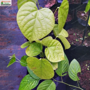 anamirta-cocculus-03