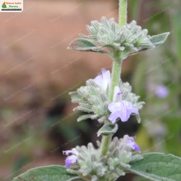 anisomeles-malabarica-01