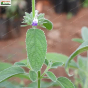 anisomeles-malabarica-02