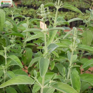 anisomeles-malabarica-06