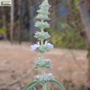 anisomeles-malabarica-07