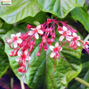 Clerodendrum paniculatum